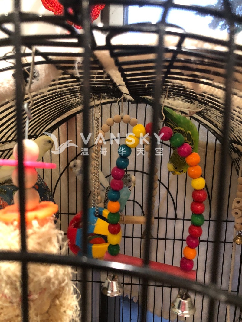 250908015631_Bird 3.jpeg